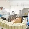 сыр оптом от производителя 350р/кг. в Волгограде 3